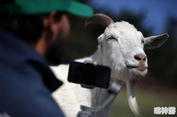 美国Zoom动物猪：网友曝光视频中的神秘身份，引发热议和质疑