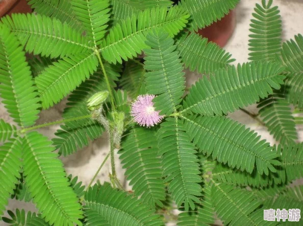 含羞草未满 禁止观看！张三与李四的绯闻曝光，网友热议二人关系是否超越了同事界限