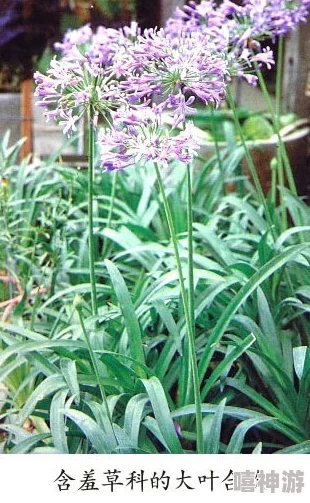 含羞草未满 禁止观看！张三与李四的绯闻曝光，网友热议二人关系是否超越了同事界限