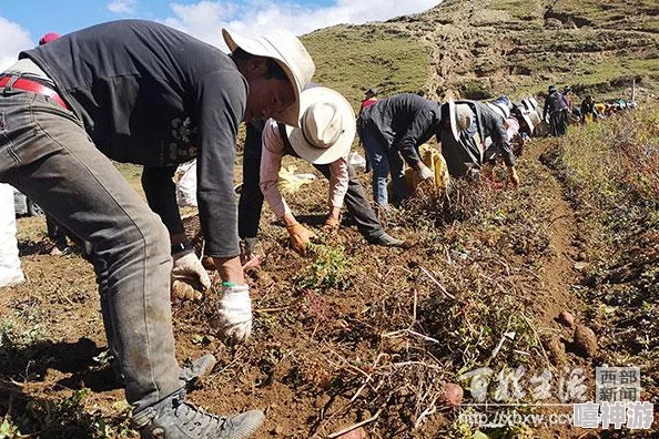 青稞直播:网友热议其对农产品销售的影响与未来发展潜力,期待更多创新模式助力乡村振兴 青稞直播:网友热议其对农产品销售的影响与未来发展潜力,期待更多创新模式助力乡村振兴