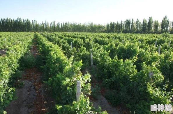 精产国品一二三产区区大学：解析区域经济发展对高等教育的影响与机遇及其在产业升级中的作用