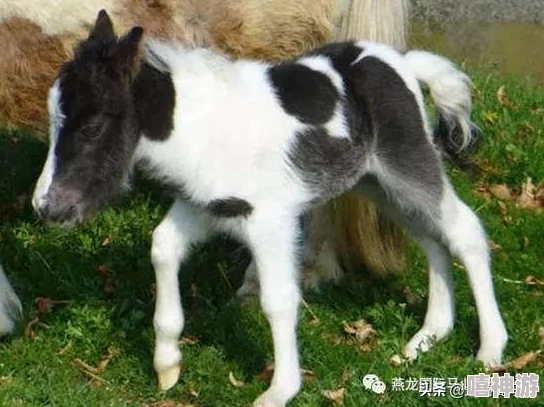 我的小狗(人外)：从毛茸茸的宠物到人类最好的朋友，探索它们与人类情感的深厚联结与奇妙历程