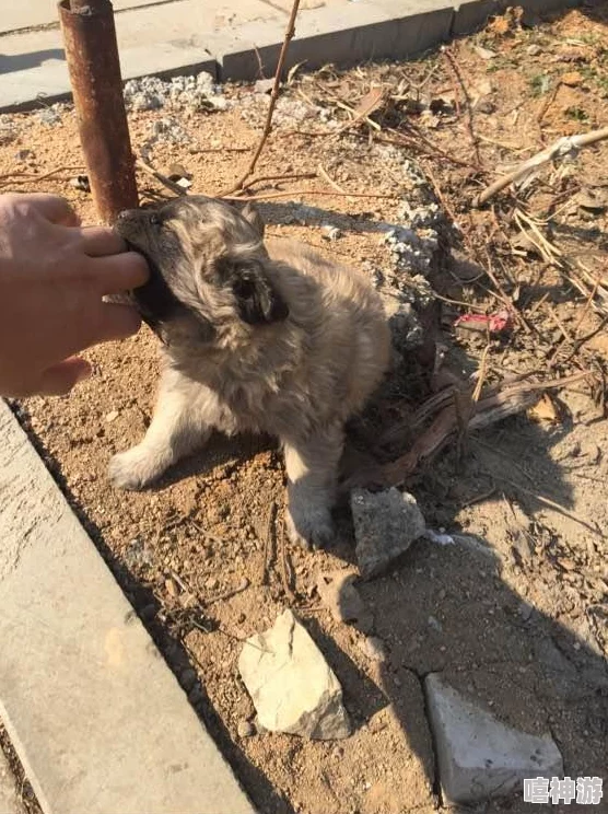 我的小狗(人外)：从毛茸茸的宠物到人类最好的朋友，探索它们与人类情感的深厚联结与奇妙历程