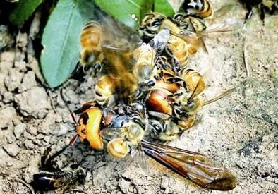 一个上面吃,一个下面吸B:深入分析生物链中捕食与被捕食的关系及其对生态平衡的影响 一个上面吃,一个下面吸B:深入分析生物链中捕食与被捕食的关系及其对生态平衡的影响