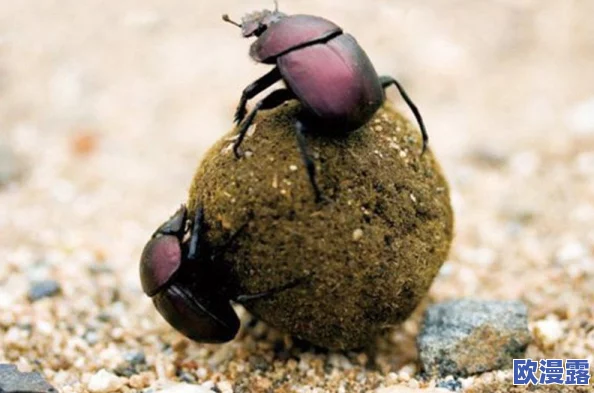 一个上面吃,一个下面吸B:深入分析生物链中捕食与被捕食的关系及其对生态平衡的影响 一个上面吃,一个下面吸B:深入分析生物链中捕食与被捕食的关系及其对生态平衡的影响