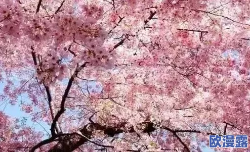 樱花官网官方入门网站2024：全面了解樱花文化、活动及相关资源的最佳平台与指南