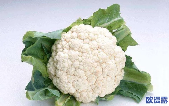 河北菜花封神代码：解析这道独特美食背后的文化与制作工艺，带你领略河北地方风味的魅力