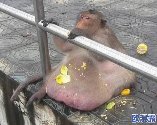 二人生猴子全程不盖被子照片，竟引发网友热议，背后隐藏着不为人知的故事！