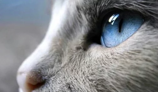 以下哪种动物的瞳孔是长方形的_7月14日每日一题答案 以下哪种动物的瞳孔是长方形的_7月14日每日一题答案