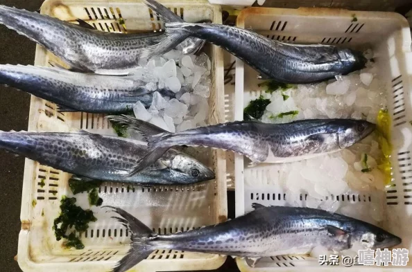 探索创造与魔法游戏中鲅鱼的用途及垂钓地点详解 探索创造与魔法游戏中鲅鱼的用途及垂钓地点详解