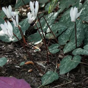 法国老人做交易森林,出售私人林地以支持可持续发展和保护生态环境的创新举措引发关注 法国老人做交易森林,出售私人林地以支持可持续发展和保护生态环境的创新举措引发关注