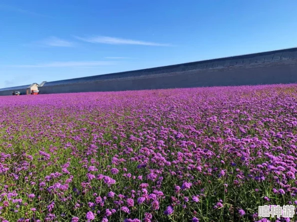 葵花宝典十八岁立刻离开萱草花,年轻人如何在成长中找到自我与方向的思考与启示 葵花宝典十八岁立刻离开萱草花,年轻人如何在成长中找到自我与方向的思考与启示