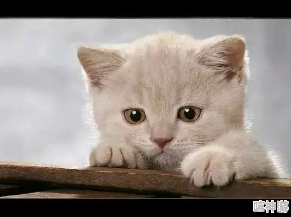 猫咪海外地域永久网名：为爱宠打造独特身份，彰显个性与魅力的最佳选择