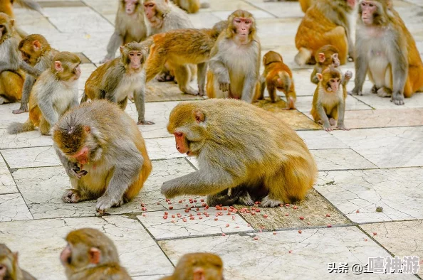 两个人生猴子的全过程不盖被子:理解人与人之间的亲密关系与生活中的小细节 两个人生猴子的全过程不盖被子:理解人与人之间的亲密关系与生活中的小细节