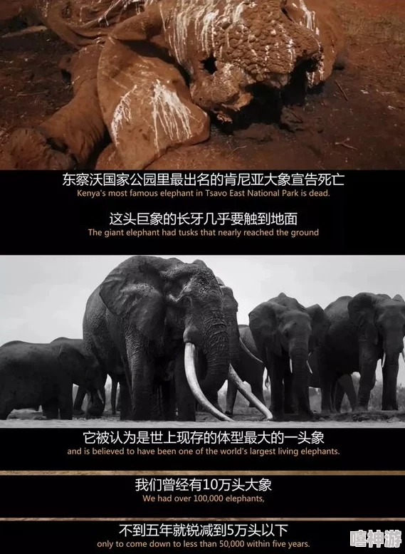 残忍另类BBWBBWBBW：揭示不为人知的背后故事与社会现象，挑战传统观念，引发热议与思考