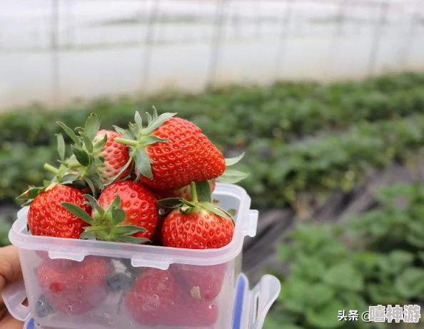 草莓小视频：带你领略新鲜美味的草莓采摘乐趣，分享甜蜜瞬间与创意食谱，让生活更加多姿多彩！