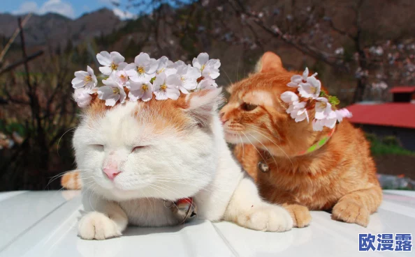 糖心柚子猫短视频vlog:意外曝光!竟然有神秘力量让猫咪瞬间变身! 糖心柚子猫短视频vlog:意外曝光!竟然有神秘力量让猫咪瞬间变身!