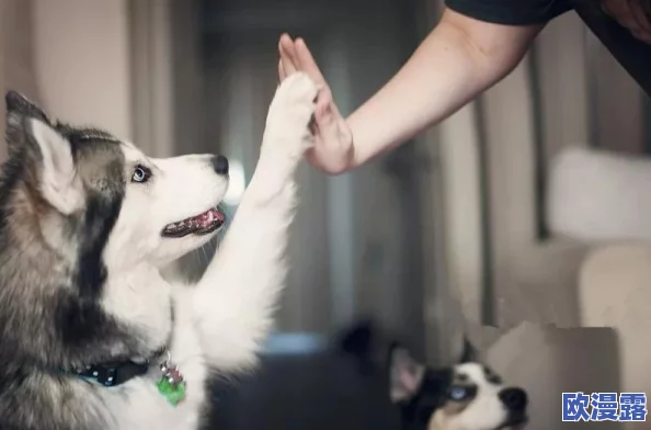 女人与宠物啪啪系列小说 这部小说以独特的视角探讨了人与动物之间的情感联系,情节引人入胜,值得一读。 女人与宠物啪啪系列小说 这部小说以独特的视角探讨了人与动物之间的情感联系,情节引人入胜,值得一读。