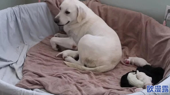 美女直播吃奶传递母爱温暖展现亲子间的深厚情感让更多人关注家庭与爱的力量