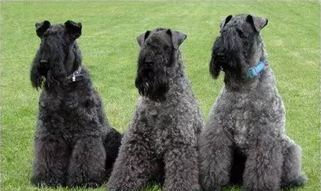 永远的7日之都：库兰的猛犬性价比全面分析，是否适合坦克角色使用详解