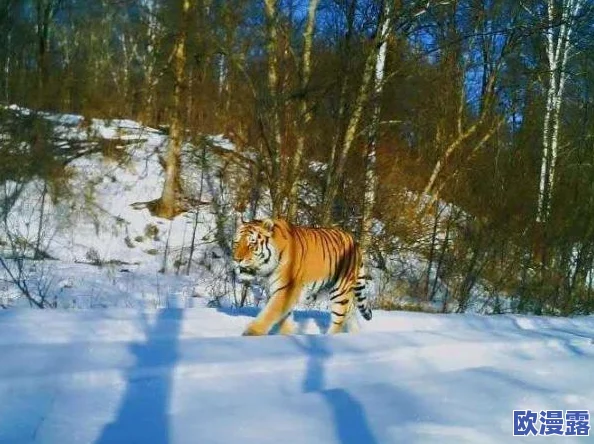 剑与家园迁城技巧全解析：如何选择最佳迁移地点，打造无敌家园攻略